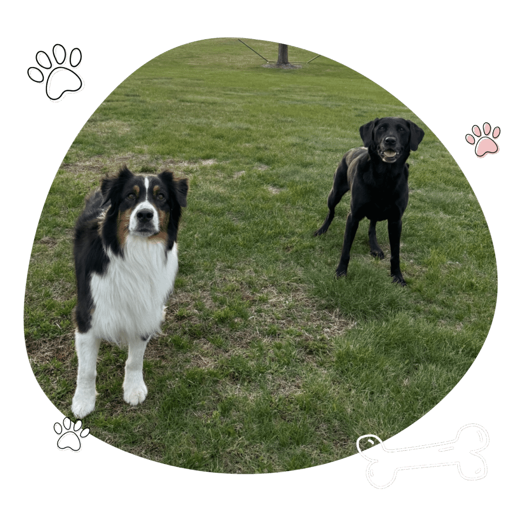 Mighty Pet dogs at doggie day camp during small-group play, Menominee MI