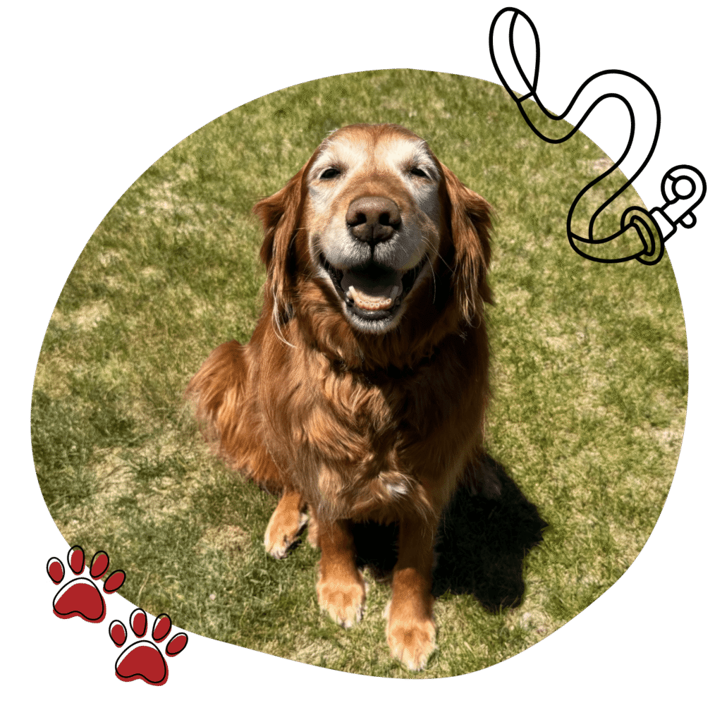 Mighty Pet dog camp during day camp at the Menominee MI facility small group play time
