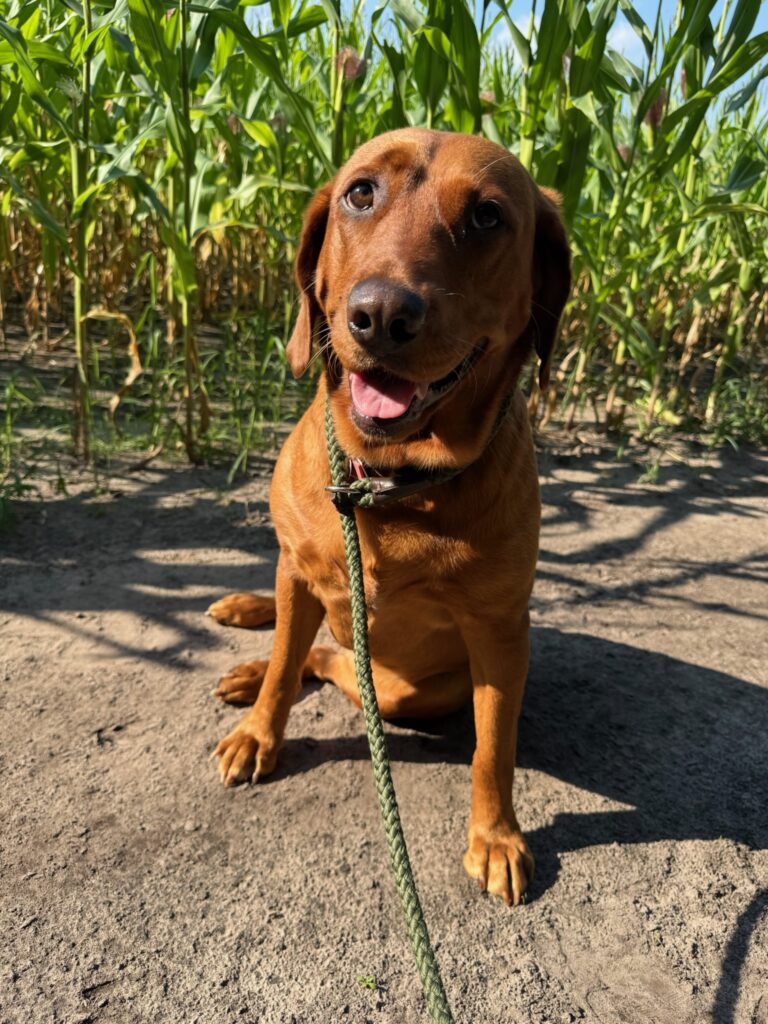 Mighty Pet dog walking rate breakdown for Menominee MI visits