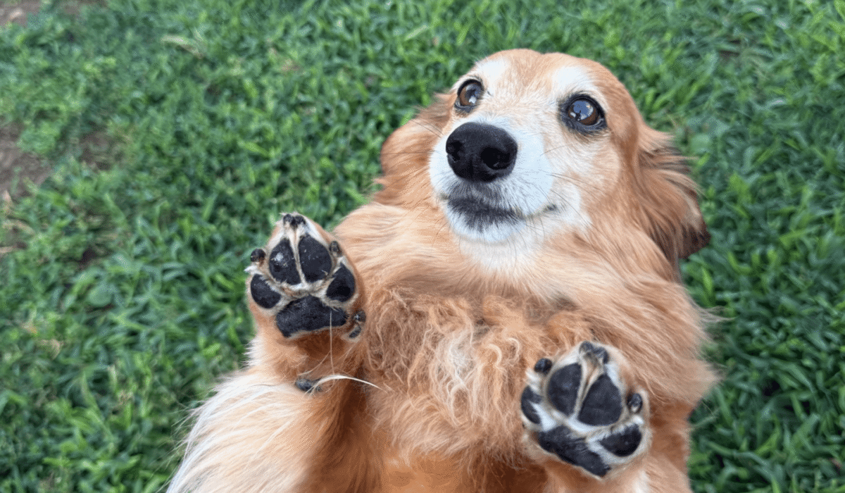 how much does dog walking cost in menominee michigan