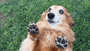 how much does dog walking cost in menominee michigan