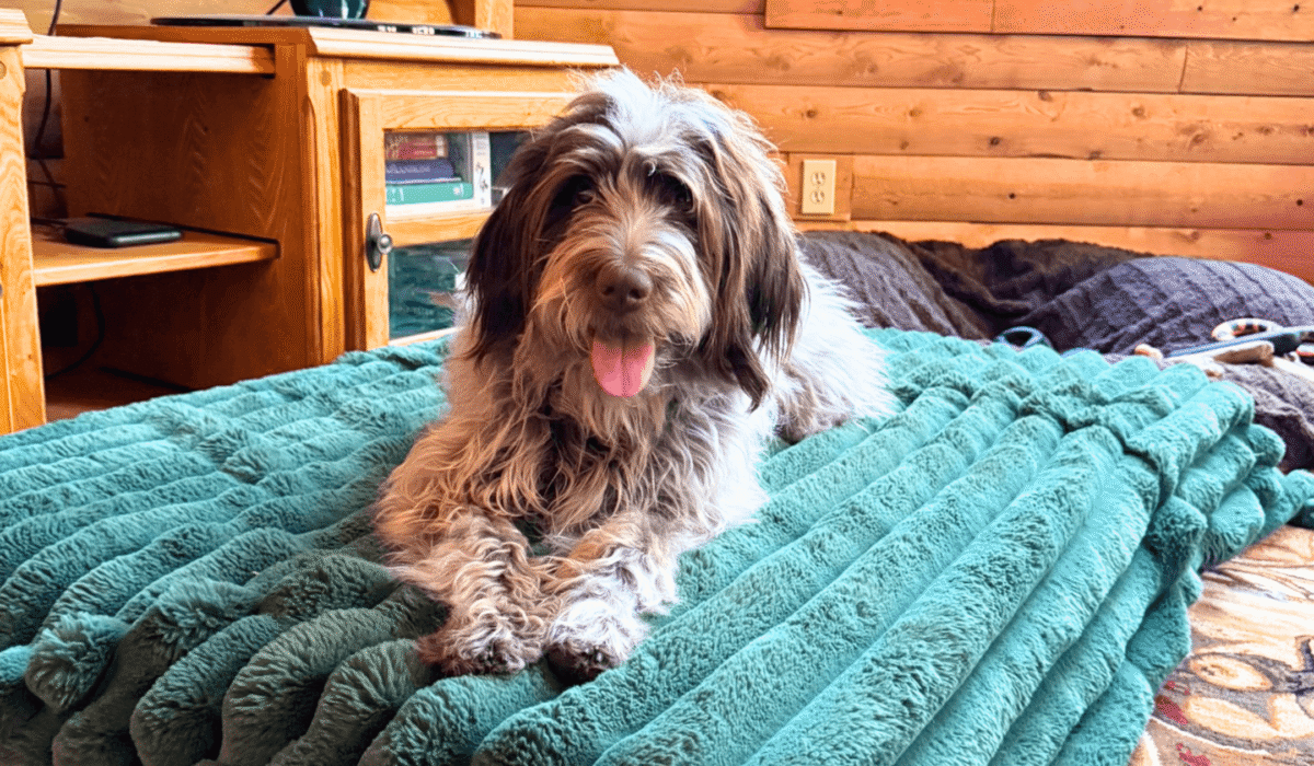 how much does in home pet sitting cost in menominee michigan