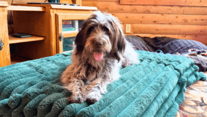 how much does in home pet sitting cost in menominee michigan