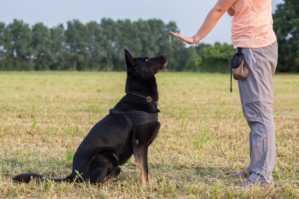 group dog training vs private sessions near marinette wi mighty pet