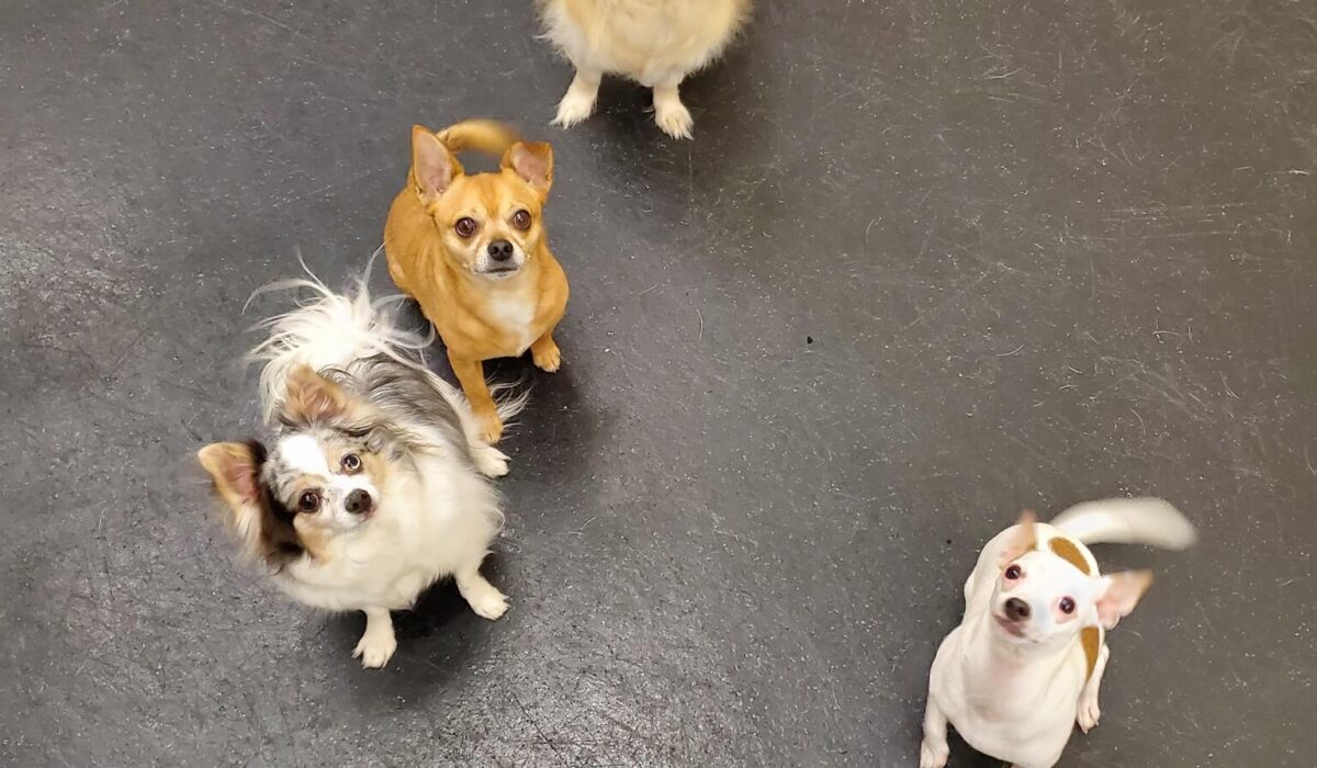 what kind of dog training does my dog need mighty pet