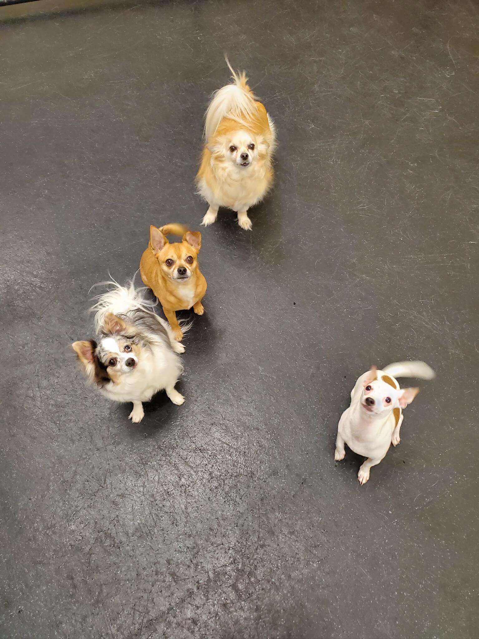 what kind of dog training does my dog need mighty pet